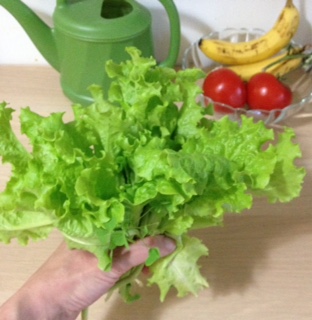 20160618 lettuce.jpg