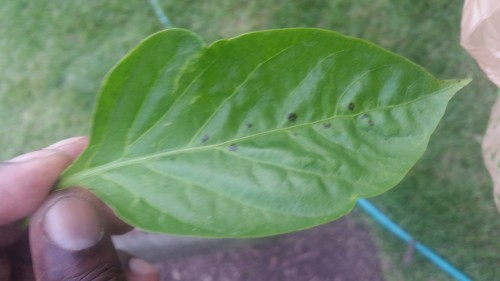 Spotted pepper leaf