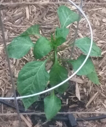 Whole Pepper Plant