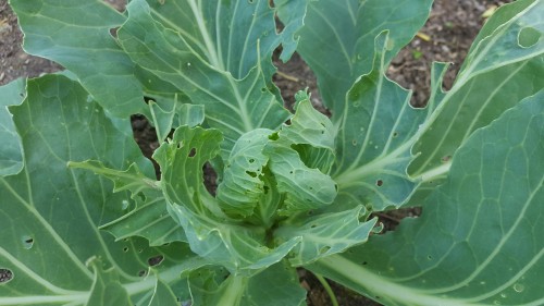 20160621_185439_resized_1.jpg