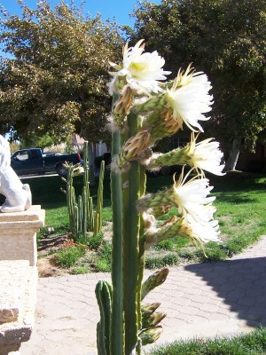 massive bloom 4 months after planting in ground