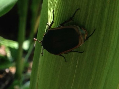 bug on corn.jpg