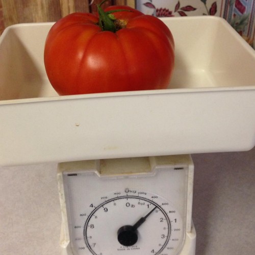 1.5 pound tomato.jpg