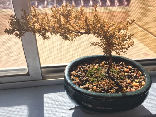 Bonsai 1.jpg