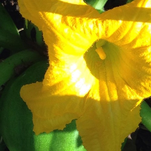 squash blossom.jpg