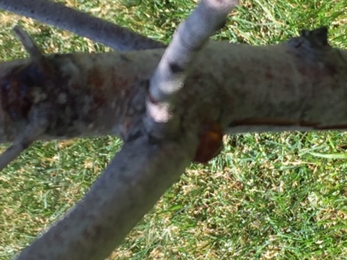 oozing peach tree.jpg