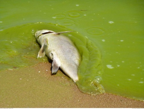 dead-fish-algal-bloom-.jpg