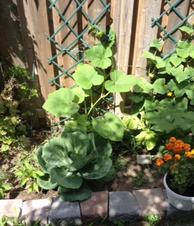 20160703-cabbage-chard-pumpkin.jpg