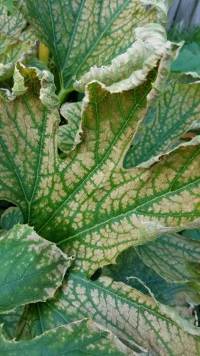 Close up of damaged leaf