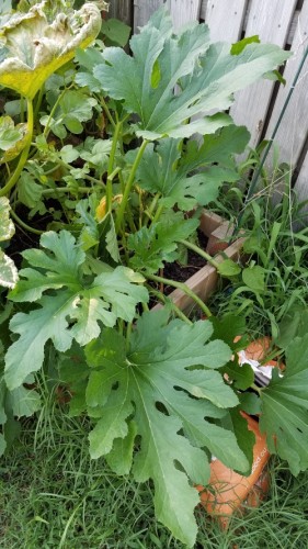 Normal zucchini plant behind damaged plant