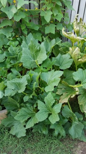 Squash plant to left of damaged plant