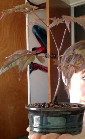 stick in a pot bonsai.jpg