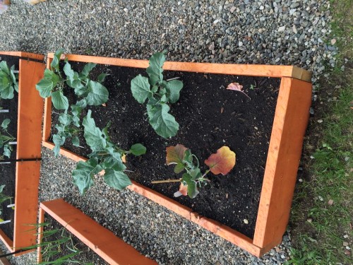 Broccoli Yellow Leaves - HelpfulGardener.com