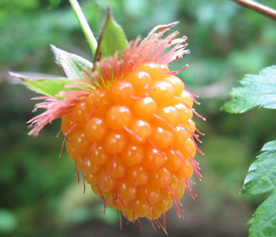 Salmonberry