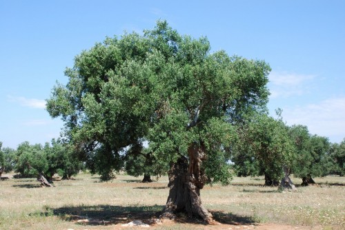 Centenarian_olive_tree_1_(4752183682).jpg