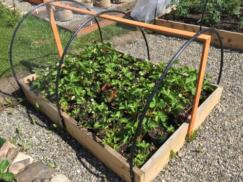 Strawberries (controlled runners as well)