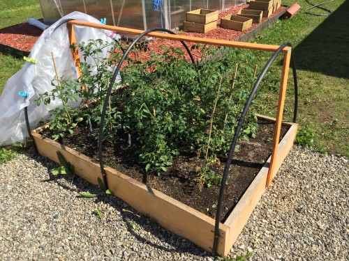 More Tomato, grown under hoop houses in North Eastern Canada