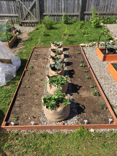 New Strawberry Bed this year. Not all the plants made it, as they were placed in the ground to late from dormant roots.<br /><br />Grow bags on the rock walk path for better drainage.