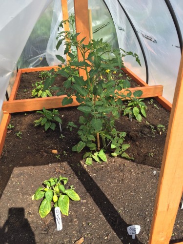 Experimental Hoop House with Peppers, Tomatoes