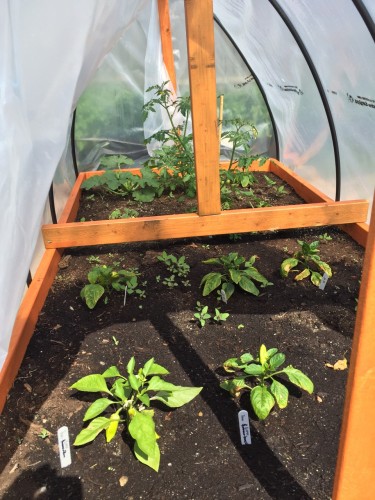 Experimental Hoop House with Zucchini, Peppers, Tomatoes