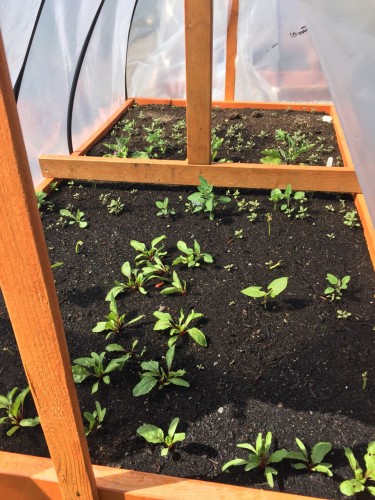 Experimental Hoop House with Beets, Green Beans, and Eggplant. Gr. Beans and Eggplant a bit to late I think.