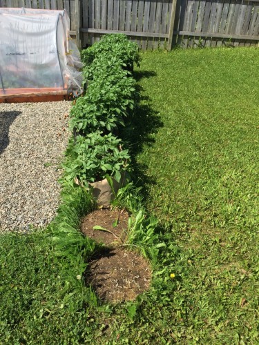 Grow Bags full of last years uneaten potatoes. Was worried they would not do well....