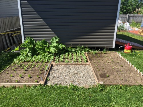 Rhubarb, Turnip, Lettuce, Spinach, Beets, Chard, Turnip Greens