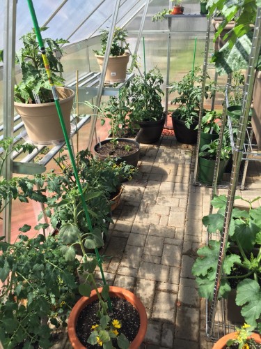 Inside the greenhouse (one side)