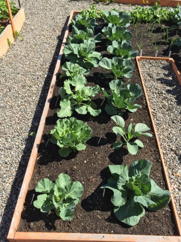 My Larger Cabbage Patch- 14 plants (Charmant, Farao, Mozart F1, Danish Ballhead) The smaller ones are the Danish Ballheads.