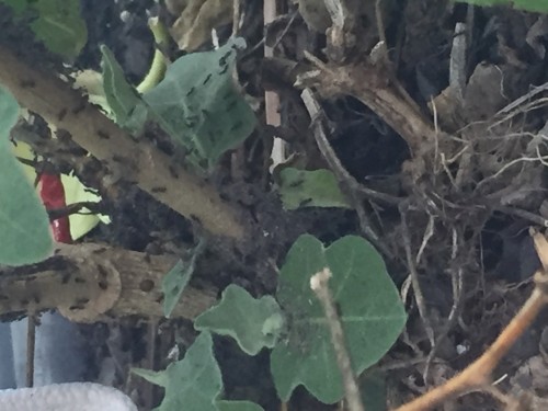 Eggplant plants 2