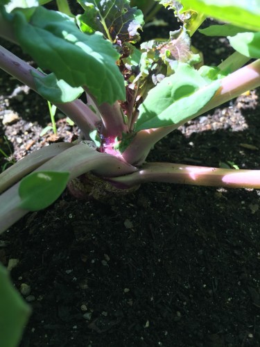 Close up near under the leaves