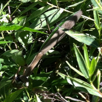 Praying mantis eating a cicada alive