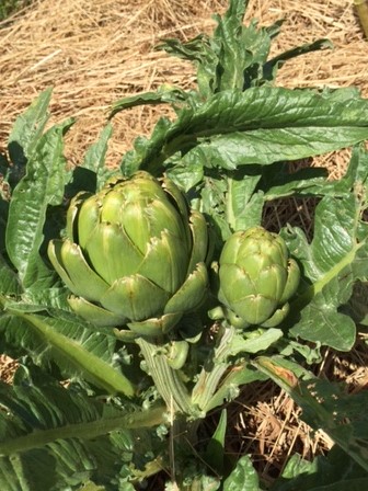 artichoke2721.JPG