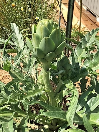 artichoke3721.JPG