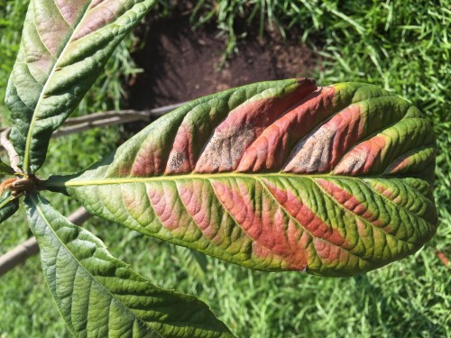 Leaves 1