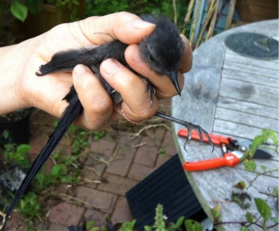 Baby catbird