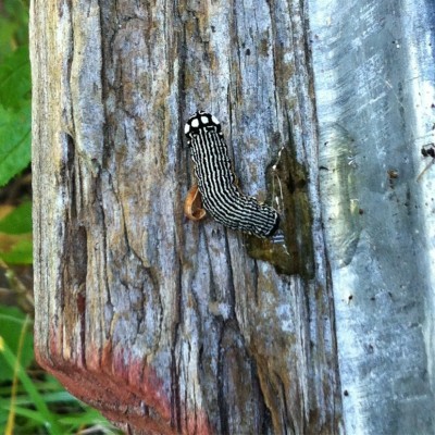 Unidentified caterpillar