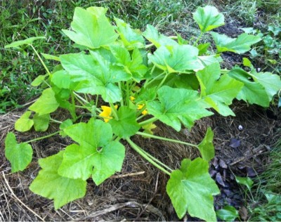 Summer squash in old potato bed