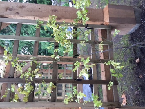 New Dawn rose in its new home