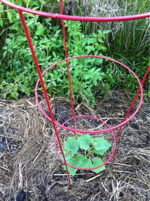 H-19 Littleleaf cucumber in Haybale Row