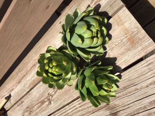 artichokes729.JPG