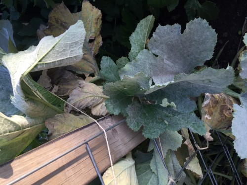 Zucchini leaves now look completely dead