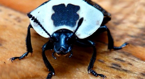 Amer Carrion Beetle2.jpg