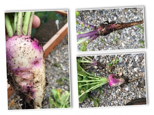 Purple Top Turnip with Root Maggot