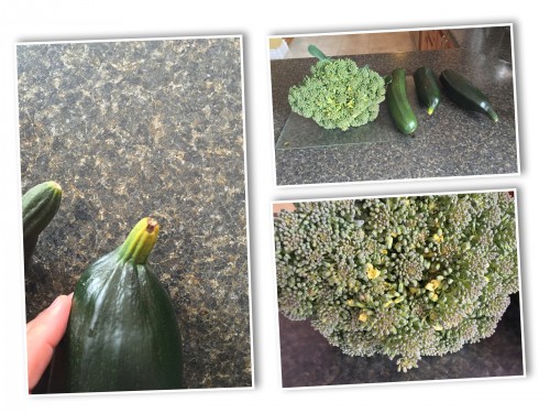 Week 33- Zuch nad Brocoli Harvest.jpg