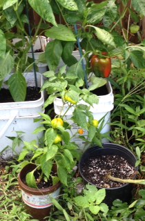 20160815-peppers.jpg