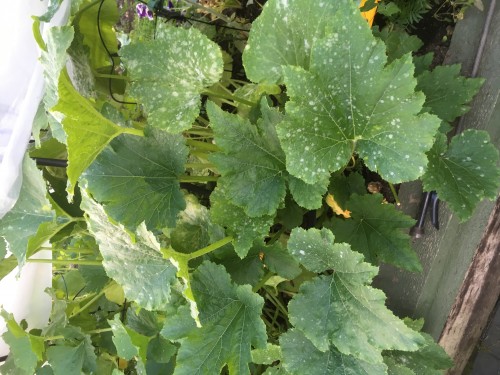 white on squash leaves.JPG