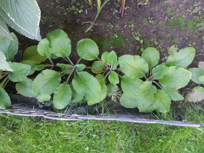 20130909_114357.jpg