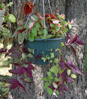Various Begonias and Tradescantias.