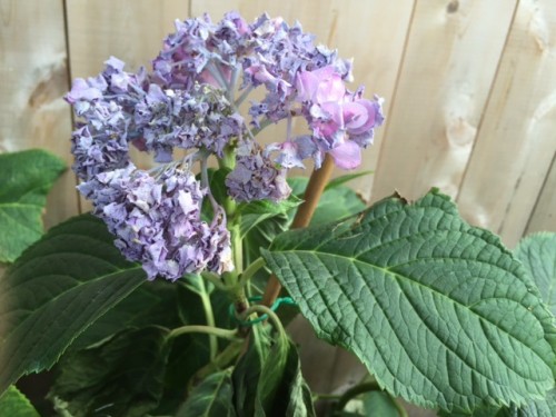 large flowerhead starts to grow again